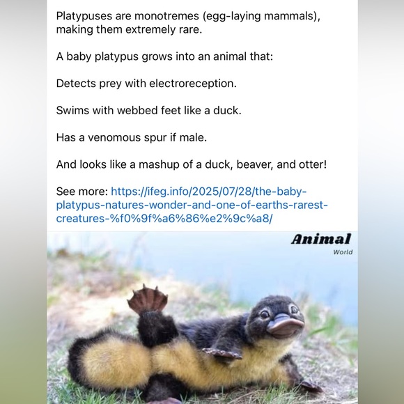 - #7 Follow Game 🐾🐶 - Picture 10 of 16